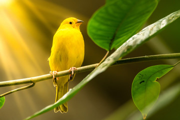 singe yellow bird on tree branch with Sun rays 