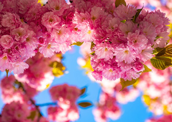 Cherry blossom. Sacura cherry-tree. Blooming sakura blossoms flowers close up with blue sky on nature background.