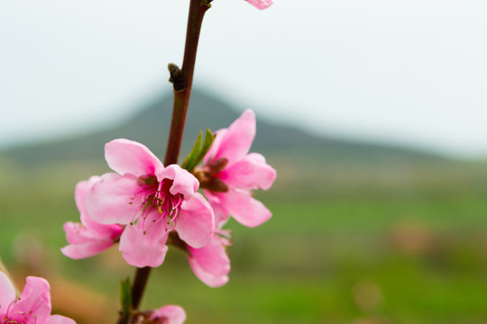 peach blossom twig and volcano at background