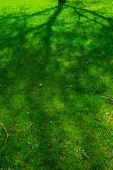 Fototapeta na wymiar shadow of the tree silhouette on grass, springtime park background