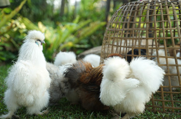 Fluffy Silky chicken walking on the grass