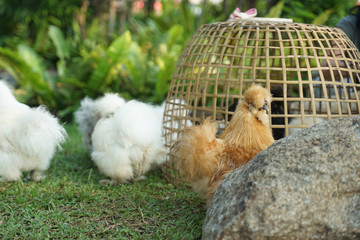 Fluffy Silky chicken walking on the grass