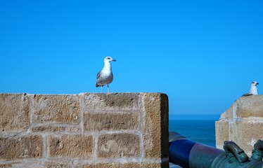 モロッコ・エッサウィラ北稜堡の海鳥と大砲