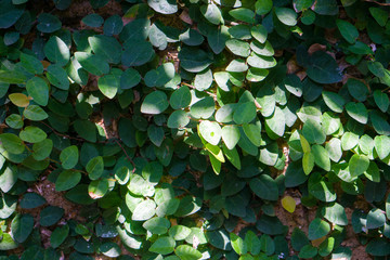 Wall overgrown with plant for background