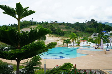 Fototapeta na wymiar Pine tree close up with blurred pool background near Dumaguete, Philippines
