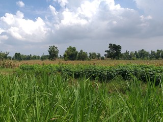 green field
