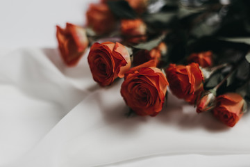 Coral Rose Styled Stock Photo