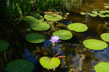 Purple Water Lily