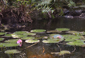 Water Lilies and Lily Pads