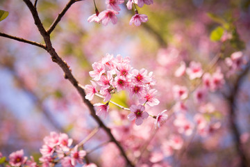 Fototapeta na wymiar Prunus cerasoides, Wild Himalayan Cherry