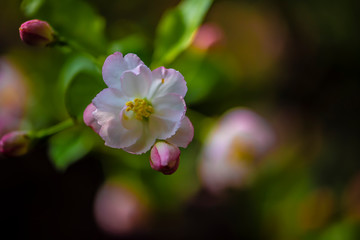 Fototapeta na wymiar Begonia flowers