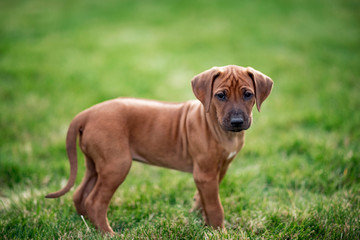 Rhodesian ridgeback puppy on green grass