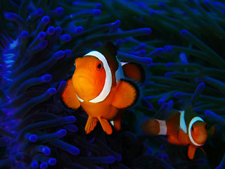 Closeup and macro shot of Western Clown fish or Anemone fish during a leisure dive in Tunku Abdul...
