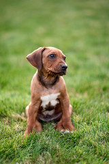 Rhodesian ridgeback puppy sitting on green grass