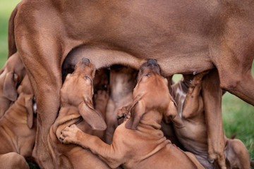 Rhodesian Ridgeback nursing her puppies on green grass