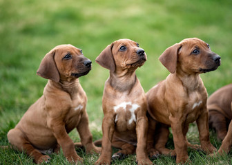 Rhodesian ridgeback puppies sitting on green grass waiting for treats