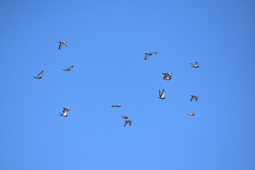青空を飛ぶ伝書鳩