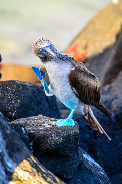 Blue Footed Booby on Volcanic Rocks in the Galapagos Islands