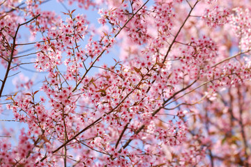 Wild Himalayan Cherry Blossoms in spring season (Prunus cerasoides), Sakura in Thailand, selective focus