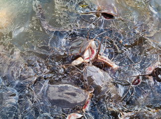 Top view of big catfish in the water. Feeding of silurus glanis