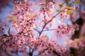 Prunus cerasoides,  Wild Himalayan Cherry