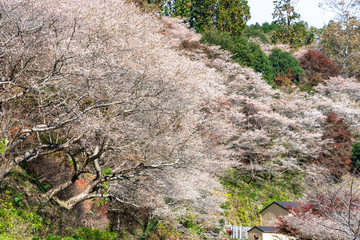Obara Shikizakura, sakura trees full blooming on green hill in the autumn season of Obara district,...