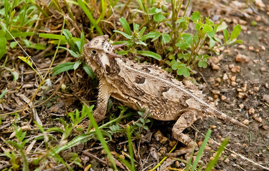 Horned Lizard