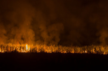 Fototapeta na wymiar Fire on sugarcane trees in the garden