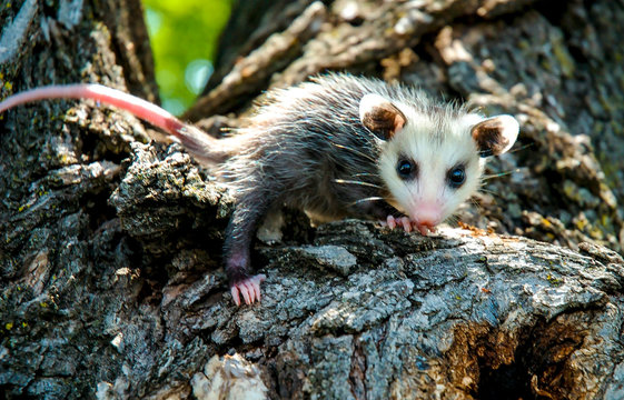 Young Oppossum