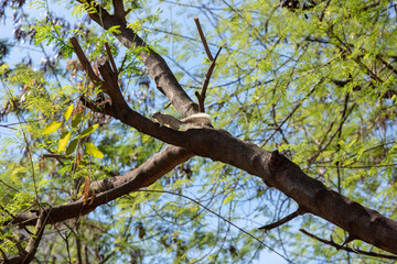 Fototapeta na wymiar A pale brown and cute squirrel looks curious while ralaxing on a cut branch in the little park during spring time.
