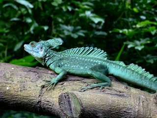 Green lizard