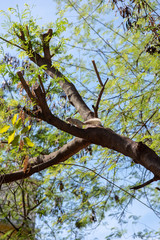 A pale brown and cute squirrel looks curious while ralaxing on a cut branch in the little park during spring time.