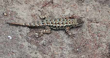 Western fence lizard at Piedras Blancas nature preserve rookery on the Central California coastline - United States