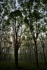 A beautiful scene of natural tunnel of rubber plantation at sunset with a clear sky from the South of Thailand, Phuket.