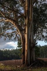 View of a beautiful temperate rainforest near Melbourne in Victoria, Australia, with a smattering of snow on the ground