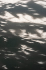 A plaster painted house wall with sunlight cast a shadow of bush on it in the morning. 