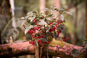 red berries on a branch