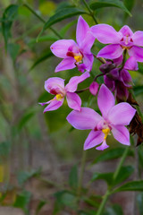 Fototapeta na wymiar Blooming purple orchid