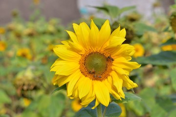 Bright colorful yellow sunflower. Shallow depth of field.