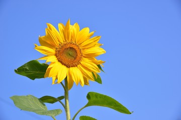 Bright colorful yellow sunflower. Shallow depth of field.