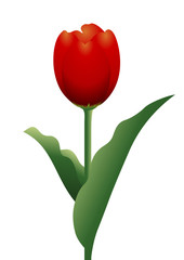 チューリップ02