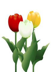 チューリップ01