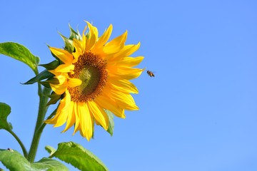 Bright colorful yellow sunflower. Shallow depth of field.