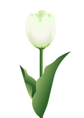 チューリップ03