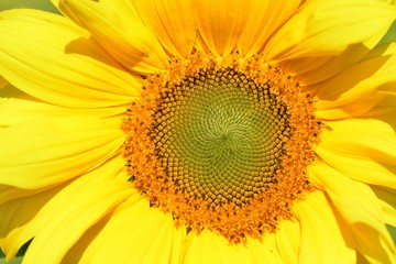 Bright colorful yellow sunflower. Shallow depth of field.