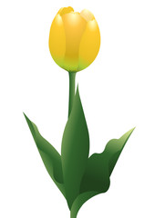 チューリップ04