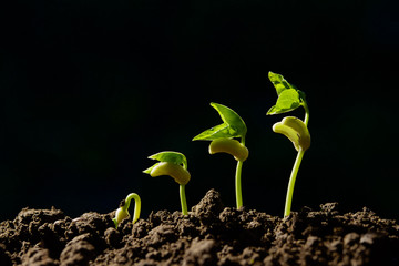 growing step green young bean on black background
