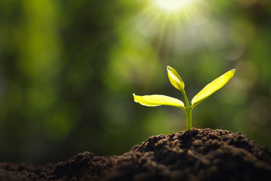 Growing Young Plant In Garden And Morning Light