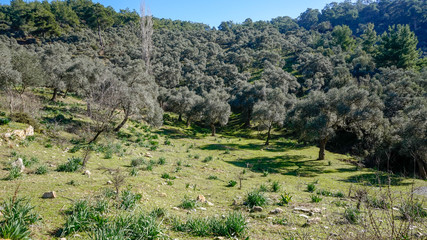 Euromos ancient city (antik kenti)