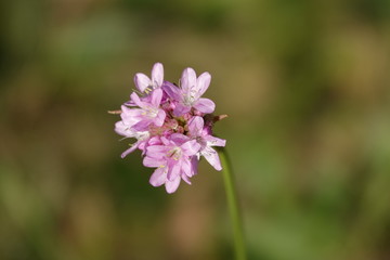 Obraz premium flower in garden